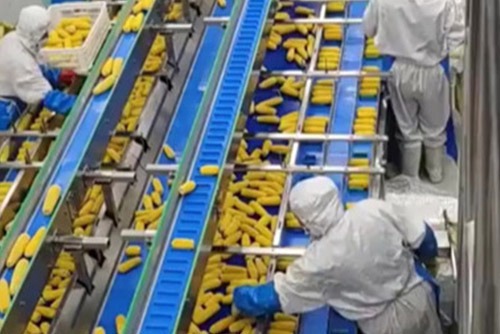 Blue food conveyor belt transporting corn in a food processing application